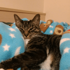chi-Meow
