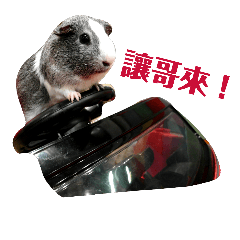 Do you want some cute guineapig?