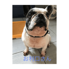 ぶひ、ぶひ、ぶひ