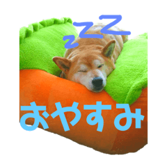 Shibainu Ume2