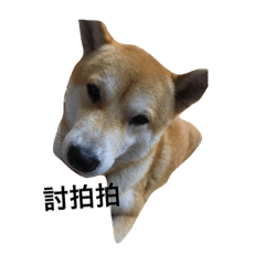 meimeipoca