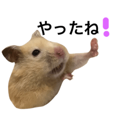 communicate daily by a hamster part2