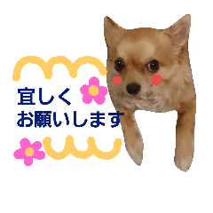 sweet chihuahua stickers