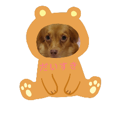 dog cat Everyday