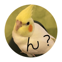 kawaii okamechan