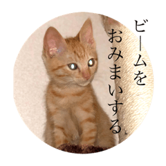 UTINONEKO2