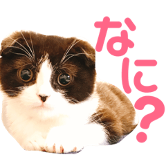 muuuchan