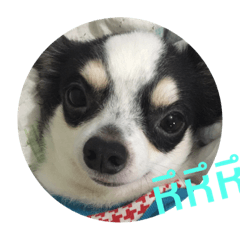 panda999