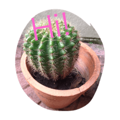 Cactus says