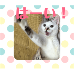 cat&cat2018