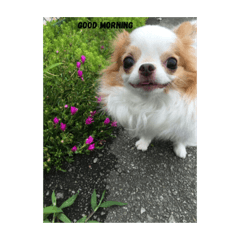 withdog