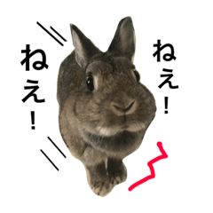 Omochi of Rabbit