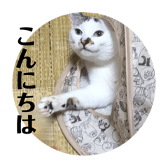 cat&cat2018-2