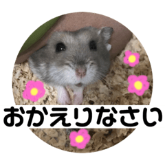 Cute hamster Shima