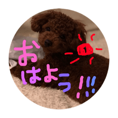 Three of Toy Poodle (expression)