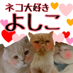 cat paradise yoshiko
