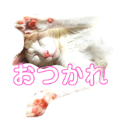 daily cute cat