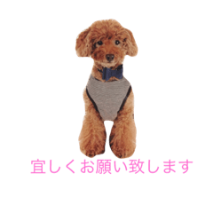 cute toy poodle RIN