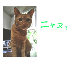 The cat named Chiichan 2