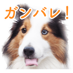 Shetland Sheepdog leo sticker