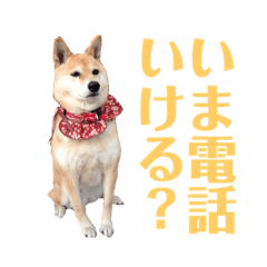 Shiba Inu Koume