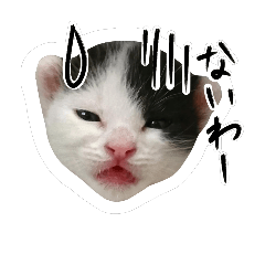 He is a cat's Pooh.