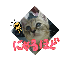 kitty Miyu