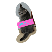 ranmaru CAT