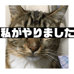 cat 2018-3