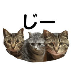 Cat family stamp