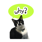 Sticker of a domestic cat (Sumi)