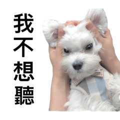 萌犬阿Q