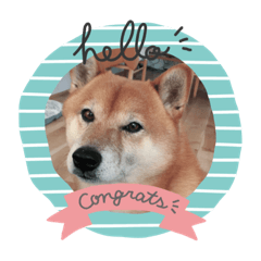 The daily life of Shiba Inu Sadaharu