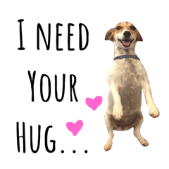 I need your hug :) Jack Russell