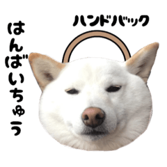 white shiba, japanese dog