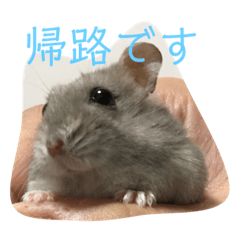 hamstertsumo2
