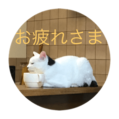 ぶん屋の猫