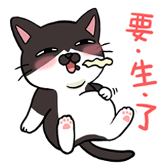 Meet Ha-jiang, a black and white cat2