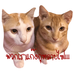 Meow cats in Thailand