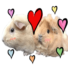 guinea pig - brother and sister