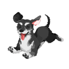 Mauxie = Maltese x Dachshund