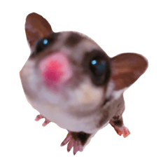 Sugar Glider 1