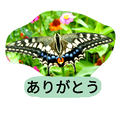 昆虫　蝶　蝉　蜂
