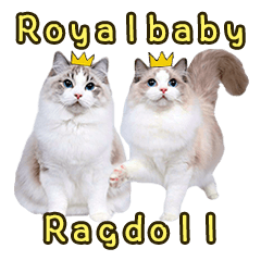 Royalbaby Ragdoll