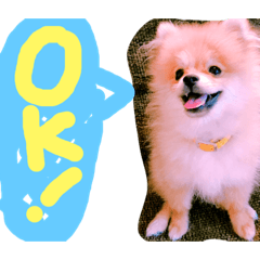 pomeranian ponta mt2