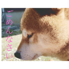 Shiba Inu Chiro