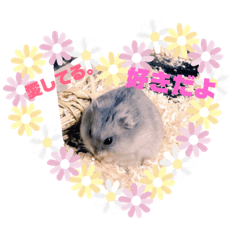 cute hamster Daifuku