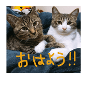 Tama__Tora