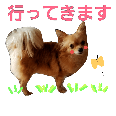 Sweety chihuahua stickers