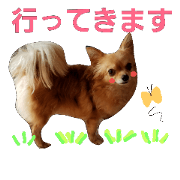Sweety chihuahua stickers